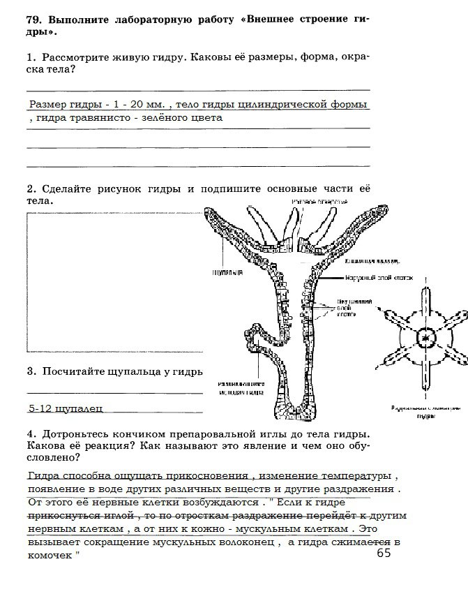 Kraken даркнет рынок